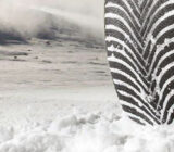 Winter tires – what and how – car cosmetics